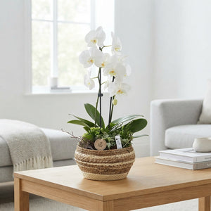 White Phalaenopsis Orchid Arrangement – 25cm Wicker Pot