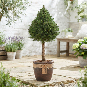 Dwarf Alberta Spruce (Picea glauca ‘Conica’) – 15cm Pot