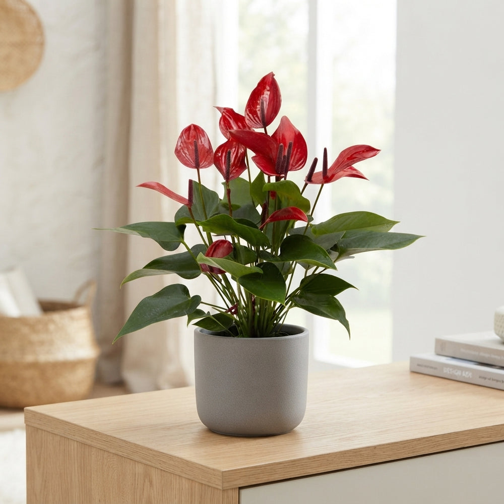 Red Anthurium Flamingo Flower – 12cm Pot, 44cm High