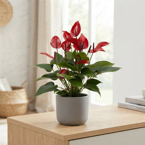 Red Anthurium Flamingo Flower – 12cm Pot, 44cm High