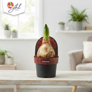 Dark Red Hippeastrum (Amaryllis) – 12cm Pot