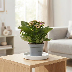 Purple Double Kalanchoe – 10.5cm Pot