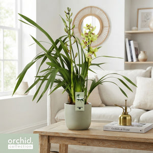 Cymbidium Summer Pearl ‘Suzy’ Orchid – 14cm Pot
