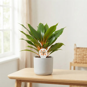 Orange Spider Plant (Chlorophytum) – 12cm Pot