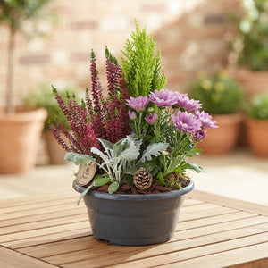 Classic Outdoor Plant Arrangement – 24cm Pot