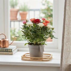 Rosa Kordana Carnaval Rose – 10.5cm Pot