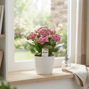 Double-Flower Kalanchoe – 6cm Pot
