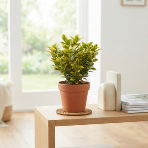 Japanese Spindle Tree (Euonymus japonicus) – 13cm Pot