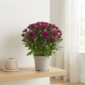 Garden Mum Chrysanthemum – 12cm Pot, 25cm High