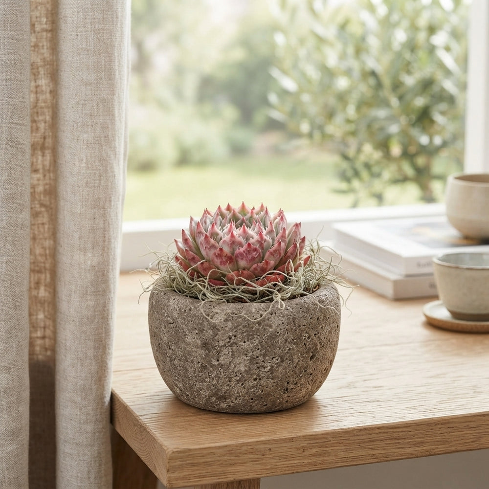 Echeveria Succulent in Stone Pot with Tillandsia