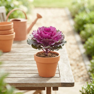 Ornamental Kale Mix (Brassica) – 10cm Pot