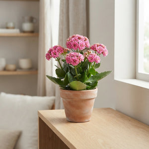 Mixed Double Kalanchoe – 8cm Pot