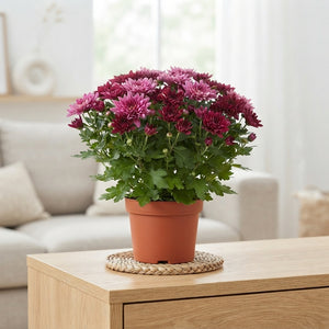 Carnival Chrysanthemum Mix – 11cm Pot