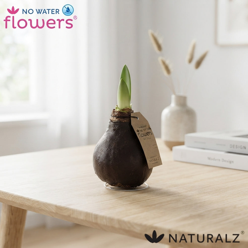 Natural Waxed Amaryllis Hippeastrum Bulb