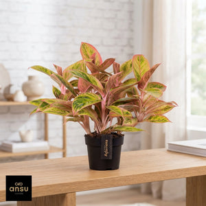 Aglaonema ‘Salmon Fantasy’ – 12cm Pot
