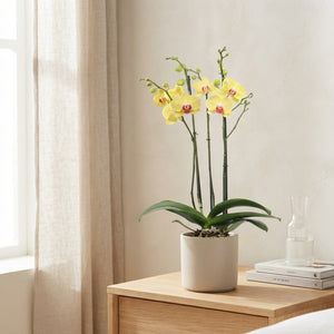 Phalaenopsis Orchid 'Miraflore' – 12cm Pot, 70cm