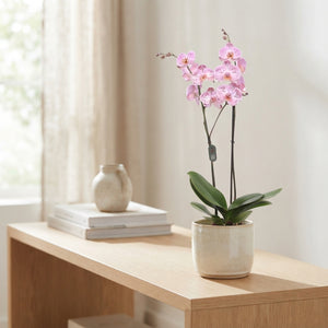 Pink Phalaenopsis Orchid – 12cm Pot, 80cm High