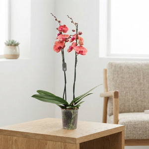 Orange Phalaenopsis Orchid – 2 Stem, 12cm Pot