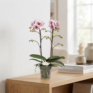 Purple Phalaenopsis Orchid ‘Violet Queen’ – 12cm Pot