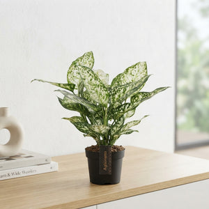 Aglaonema Ivory Jade – 12cm Pot