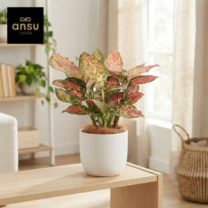 Aglaonema ‘Crimson Love’ – 12cm Pot