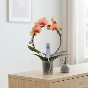 Salmon Phalaenopsis Orchid – 2 Stem, 12cm Pot