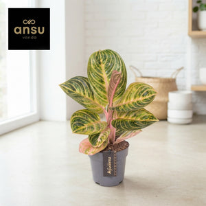 Aglaonema ‘Tourmaline Gold’ – 12cm Pot