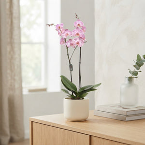 Pink Phalaenopsis Orchid 'Cassie' – 12cm Pot