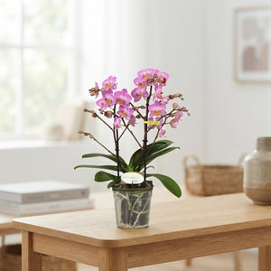 Honeybee Phalaenopsis Orchid – 12cm Pot, 45cm Tall