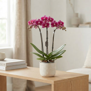 Multiflora Phalaenopsis Orchid – 9cm Pot, 35cm High