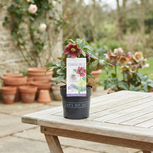 Red Hellebore ‘Pretty Ellen’ – 12cm Pot