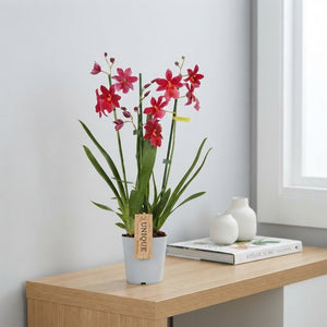 Red Velvet Burrageara Orchid – 12cm Pot, 60cm Tall