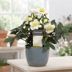 Christmas Rose Helleborus – White, 15cm Pot