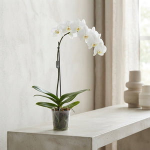 White Phalaenopsis Orchid – 12cm Pot, 70cm High