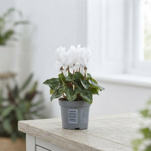 Pure White Small-Flowered Cyclamen (Cyclamen persicum) – 9cm Pot