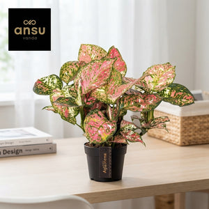 Aglaonema 'Jazzy Red' – 12cm Pot