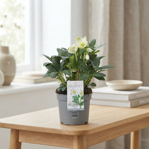 Helleborus ‘Mont Blanc’ – 13cm Pot, 24cm High