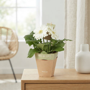 Mixed Gerbera Houseplant – 12cm Pot, 20cm High