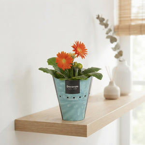 Orange Gerbera Plant – 12cm Pot