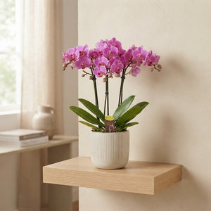 Mixed Phalaenopsis Orchid ‘Freedanzo Songbird’ – 3 Stem, 12cm Pot