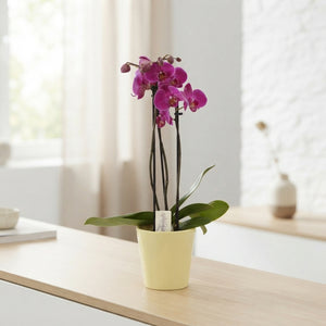 Mixed Phalaenopsis Orchid – 3 Stem, 12cm Ceramic Pot