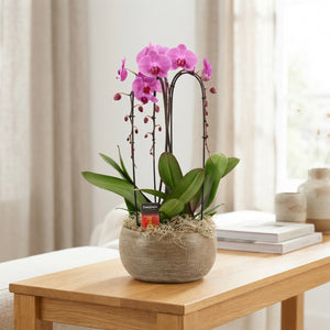 Mixed Phalaenopsis Orchid Cascade – 27cm Pot