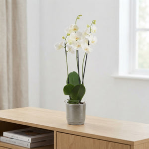 White Phalaenopsis Orchid – 3 Stem, 12cm Ceramic Pot