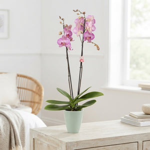 Mixed Phalaenopsis Orchid – 2 Stem, 12cm Ceramic Pot