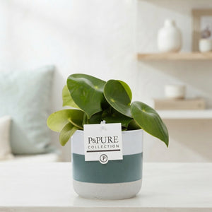 Peperomia Raindrop Houseplant – 12cm Pot