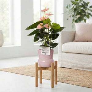 Mixed Anthurium Houseplant – 13cm Ceramic Pot
