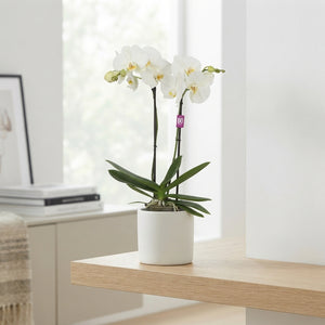 White Phalaenopsis Orchid – 12cm Pot, 50cm High