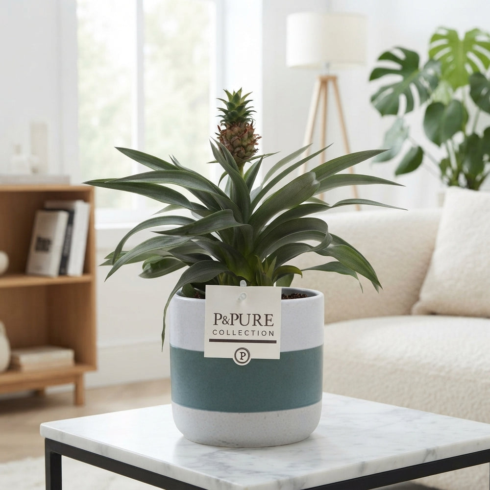Dark Red Ananas 'Mi Rosita' – 12cm Ceramic Pot
