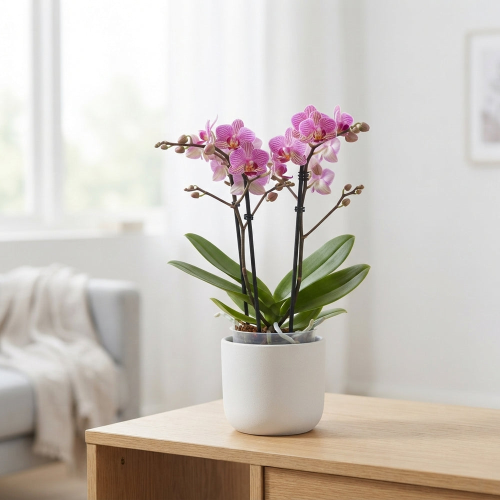 Mixed Phalaenopsis Orchid Bouquet – 12cm Pot