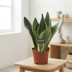 Sansevieria ‘Silver Flame’ – 12cm Pot, 36cm High